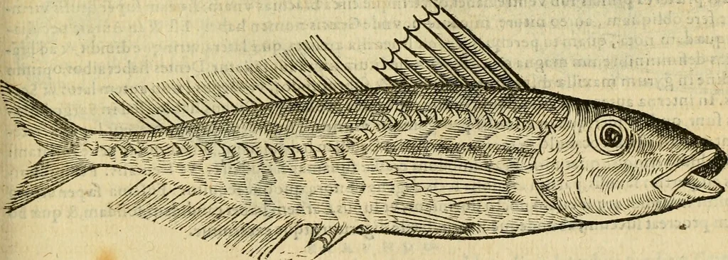 An illustration from Petri Bellonii Cenomani De aquatilibus, libri duo cum [epsilon, iota] conibus ad viuam ipsorum effigiem, quoad eius fieri potuit, expressis .., 1553, leaf 230