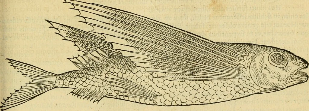 An illustration from Petri Bellonii Cenomani De aquatilibus, libri duo cum [epsilon, iota] conibus ad viuam ipsorum effigiem, quoad eius fieri potuit, expressis .., 1553, leaf 234