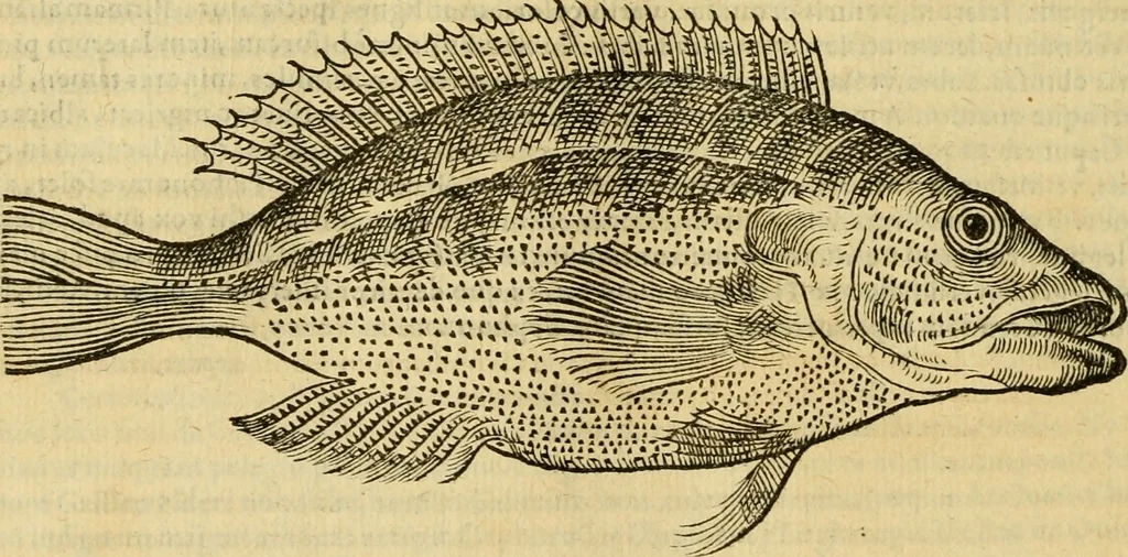 An illustration from Petri Bellonii Cenomani De aquatilibus, libri duo cum [epsilon, iota] conibus ad viuam ipsorum effigiem, quoad eius fieri potuit, expressis .., 1553, leaf 239