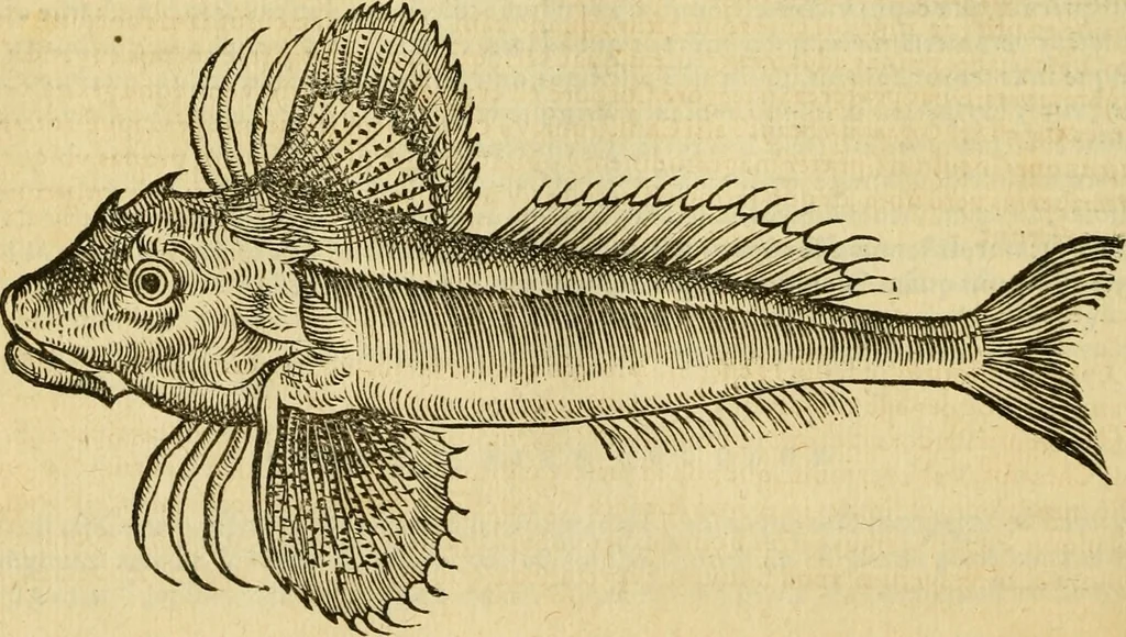 An illustration from Petri Bellonii Cenomani De aquatilibus, libri duo cum [epsilon, iota] conibus ad viuam ipsorum effigiem, quoad eius fieri potuit, expressis .., 1553, leaf 245