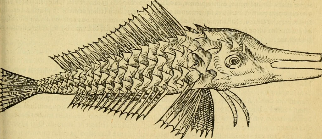 An illustration from Petri Bellonii Cenomani De aquatilibus, libri duo cum [epsilon, iota] conibus ad viuam ipsorum effigiem, quoad eius fieri potuit, expressis .., 1553, leaf 248