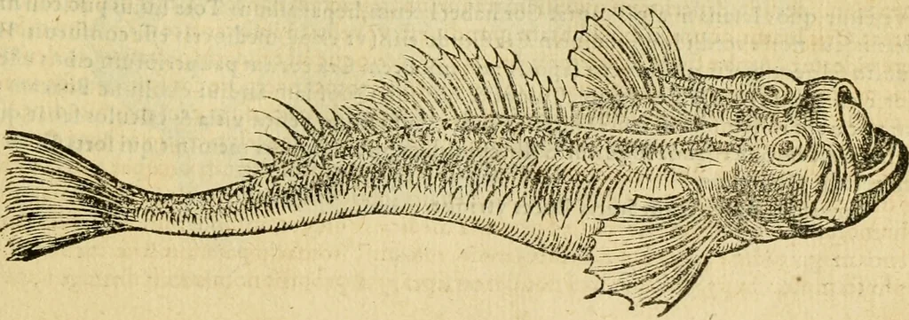 An illustration from Petri Bellonii Cenomani De aquatilibus, libri duo cum [epsilon, iota] conibus ad viuam ipsorum effigiem, quoad eius fieri potuit, expressis .., 1553, leaf 258