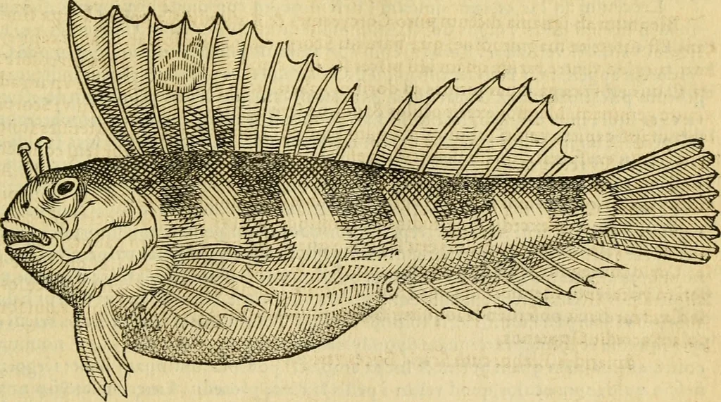 An illustration from Petri Bellonii Cenomani De aquatilibus, libri duo cum [epsilon, iota] conibus ad viuam ipsorum effigiem, quoad eius fieri potuit, expressis .., 1553, leaf 260