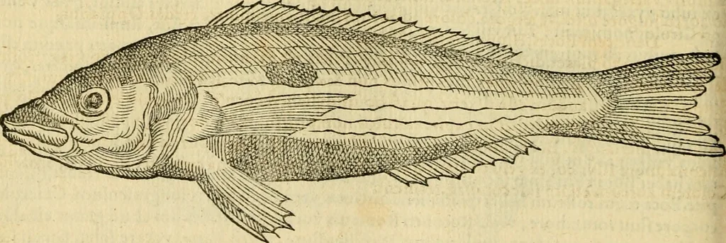 An illustration from Petri Bellonii Cenomani De aquatilibus, libri duo cum [epsilon, iota] conibus ad viuam ipsorum effigiem, quoad eius fieri potuit, expressis .., 1553, leaf 267