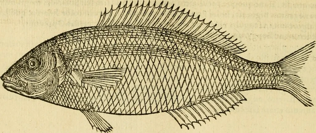 An illustration from Petri Bellonii Cenomani De aquatilibus, libri duo cum [epsilon, iota] conibus ad viuam ipsorum effigiem, quoad eius fieri potuit, expressis .., 1553, leaf 269