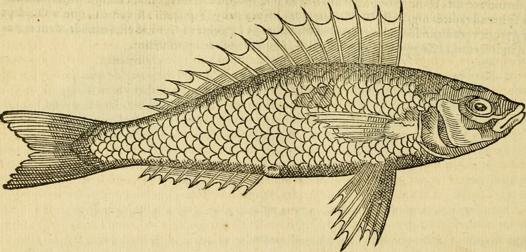 An illustration from Petri Bellonii Cenomani De aquatilibus, libri duo cum [epsilon, iota] conibus ad viuam ipsorum effigiem, quoad eius fieri potuit, expressis .., 1553, leaf 271