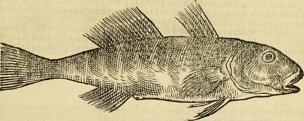 An illustration from Petri Bellonii Cenomani De aquatilibus, libri duo cum [epsilon, iota] conibus ad viuam ipsorum effigiem, quoad eius fieri potuit, expressis .., 1553, leaf 274