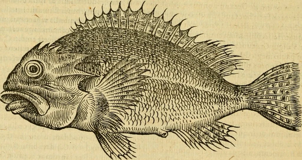 An illustration from Petri Bellonii Cenomani De aquatilibus, libri duo cum [epsilon, iota] conibus ad viuam ipsorum effigiem, quoad eius fieri potuit, expressis .., 1553, leaf 289