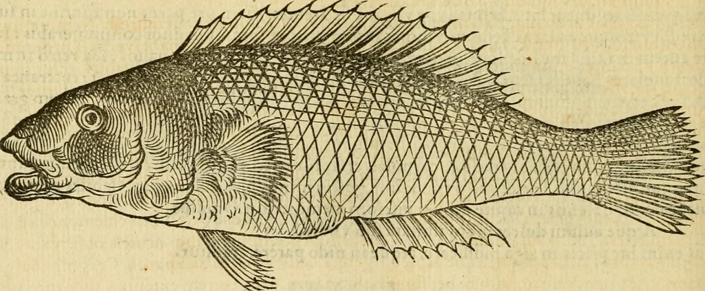 An illustration from Petri Bellonii Cenomani De aquatilibus, libri duo cum [epsilon, iota] conibus ad viuam ipsorum effigiem, quoad eius fieri potuit, expressis .., 1553, leaf 297