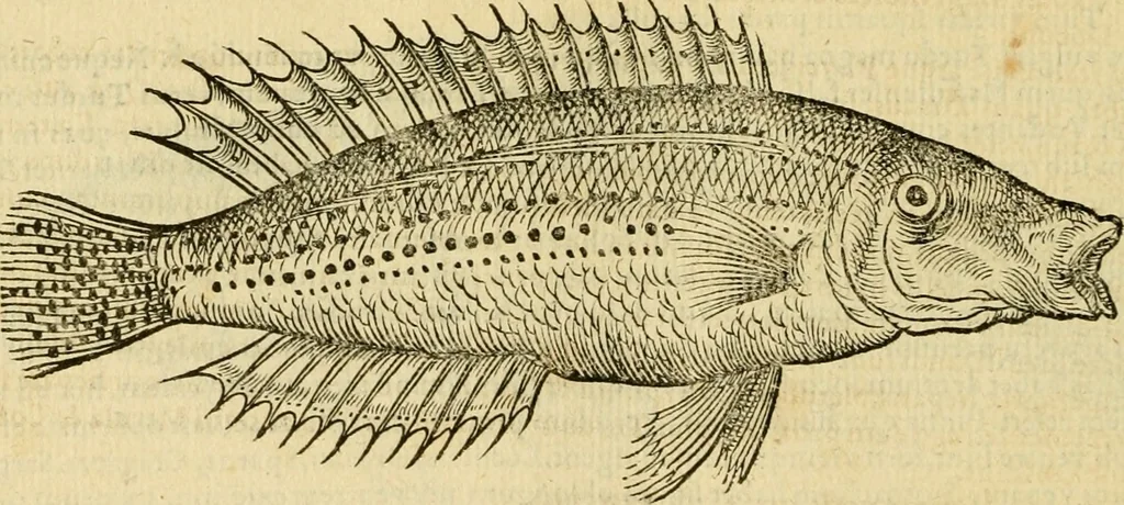 An illustration from Petri Bellonii Cenomani De aquatilibus, libri duo cum [epsilon, iota] conibus ad viuam ipsorum effigiem, quoad eius fieri potuit, expressis .., 1553, leaf 299