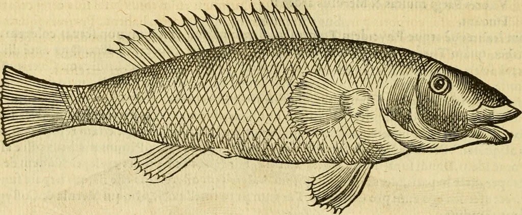 An illustration from Petri Bellonii Cenomani De aquatilibus, libri duo cum [epsilon, iota] conibus ad viuam ipsorum effigiem, quoad eius fieri potuit, expressis .., 1553, leaf 301