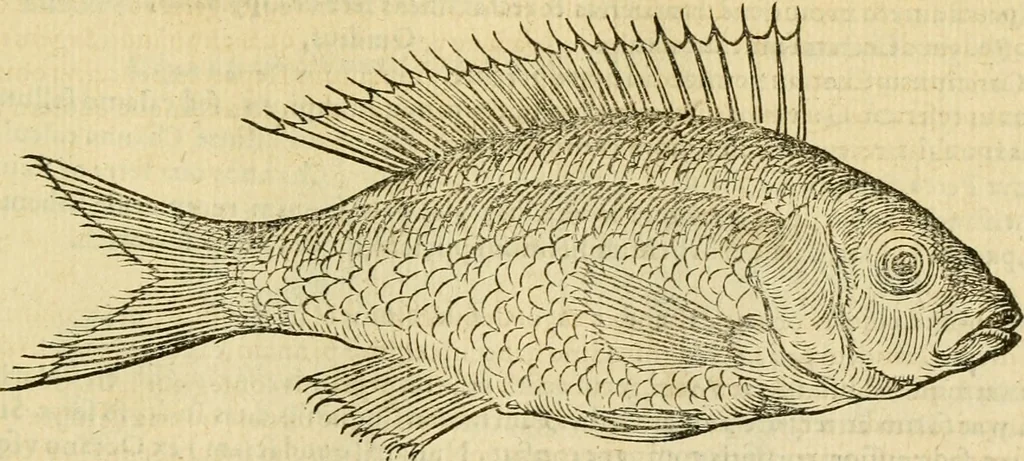 An illustration from Petri Bellonii Cenomani De aquatilibus, libri duo cum [epsilon, iota] conibus ad viuam ipsorum effigiem, quoad eius fieri potuit, expressis .., 1553, leaf 306