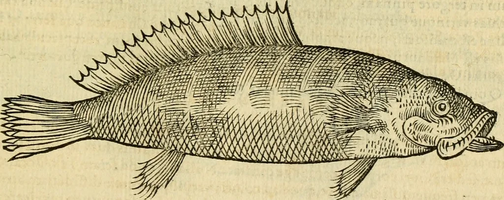 An illustration from Petri Bellonii Cenomani De aquatilibus, libri duo cum [epsilon, iota] conibus ad viuam ipsorum effigiem, quoad eius fieri potuit, expressis .., 1553, leaf 308