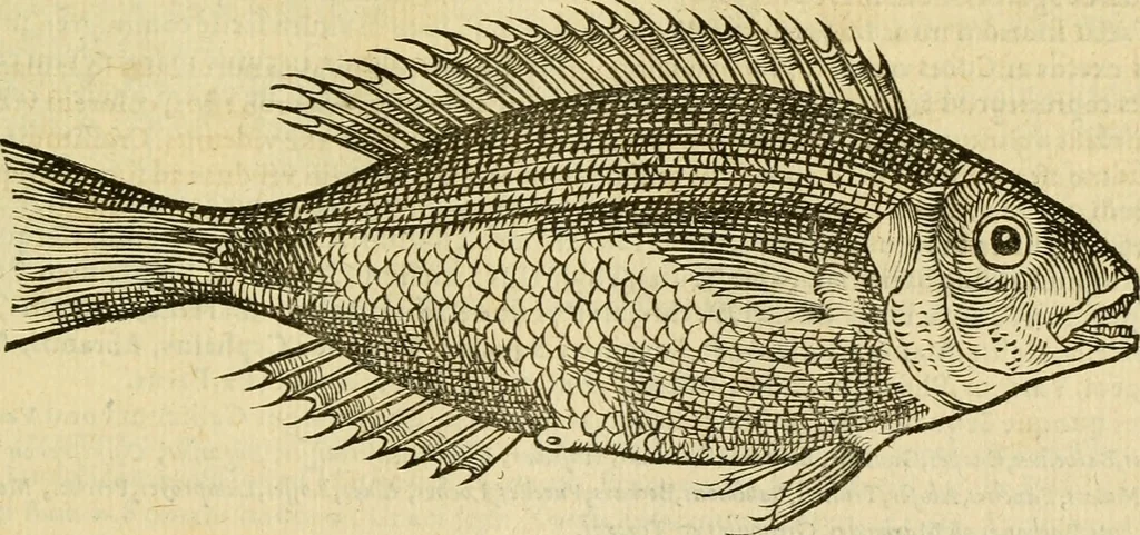 An illustration from Petri Bellonii Cenomani De aquatilibus, libri duo cum [epsilon, iota] conibus ad viuam ipsorum effigiem, quoad eius fieri potuit, expressis .., 1553, leaf 310