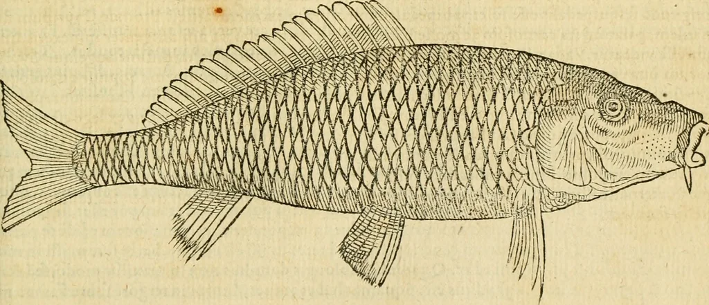 An illustration from Petri Bellonii Cenomani De aquatilibus, libri duo cum [epsilon, iota] conibus ad viuam ipsorum effigiem, quoad eius fieri potuit, expressis .., 1553, leaf 314