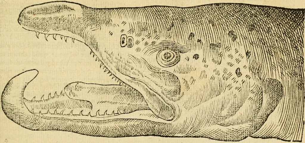 An illustration from Petri Bellonii Cenomani De aquatilibus, libri duo cum [epsilon, iota] conibus ad viuam ipsorum effigiem, quoad eius fieri potuit, expressis .., 1553, leaf 318
