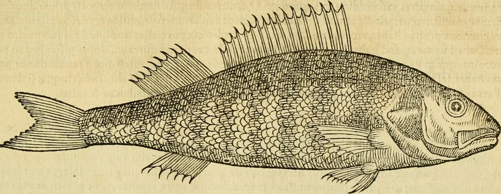 An illustration from Petri Bellonii Cenomani De aquatilibus, libri duo cum [epsilon, iota] conibus ad viuam ipsorum effigiem, quoad eius fieri potuit, expressis .., 1553, leaf 334