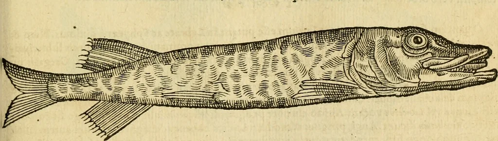 An illustration from Petri Bellonii Cenomani De aquatilibus, libri duo cum [epsilon, iota] conibus ad viuam ipsorum effigiem, quoad eius fieri potuit, expressis .., 1553, leaf 336