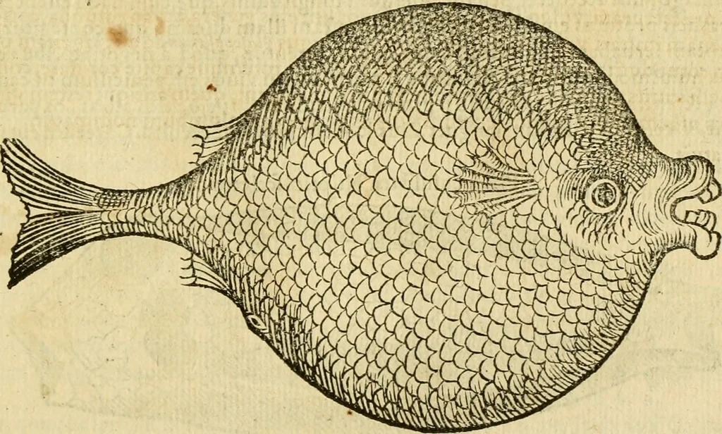 An illustration from Petri Bellonii Cenomani De aquatilibus, libri duo cum [epsilon, iota] conibus ad viuam ipsorum effigiem, quoad eius fieri potuit, expressis .., 1553, leaf 338