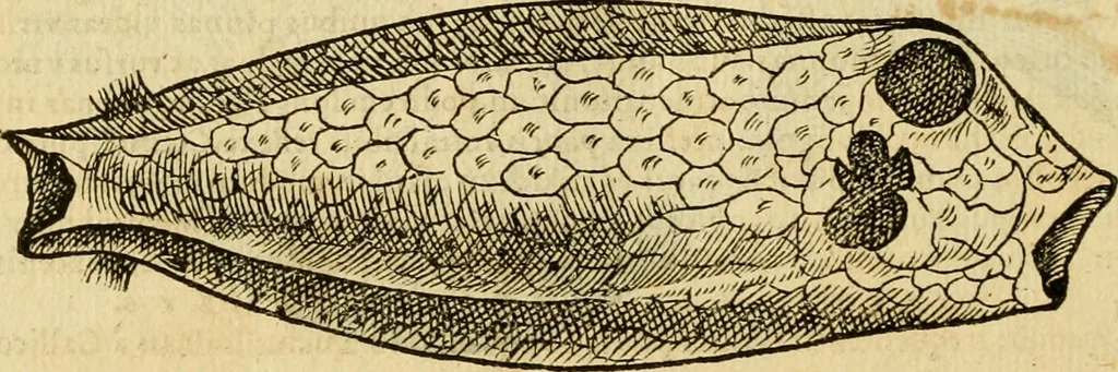 An illustration from Petri Bellonii Cenomani De aquatilibus, libri duo cum [epsilon, iota] conibus ad viuam ipsorum effigiem, quoad eius fieri potuit, expressis .., 1553, leaf 339
