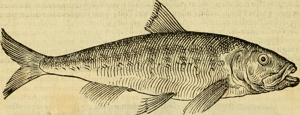 An illustration from Petri Bellonii Cenomani De aquatilibus, libri duo cum [epsilon, iota] conibus ad viuam ipsorum effigiem, quoad eius fieri potuit, expressis .., 1553, leaf 349