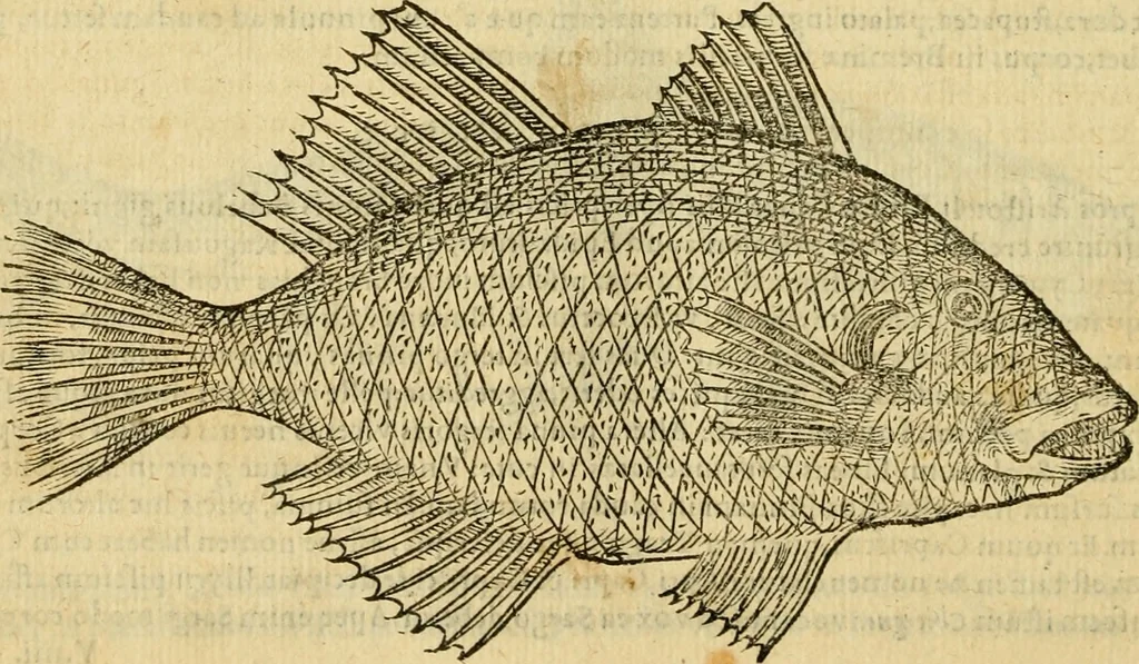 An illustration from Petri Bellonii Cenomani De aquatilibus, libri duo cum [epsilon, iota] conibus ad viuam ipsorum effigiem, quoad eius fieri potuit, expressis .., 1553, leaf 351