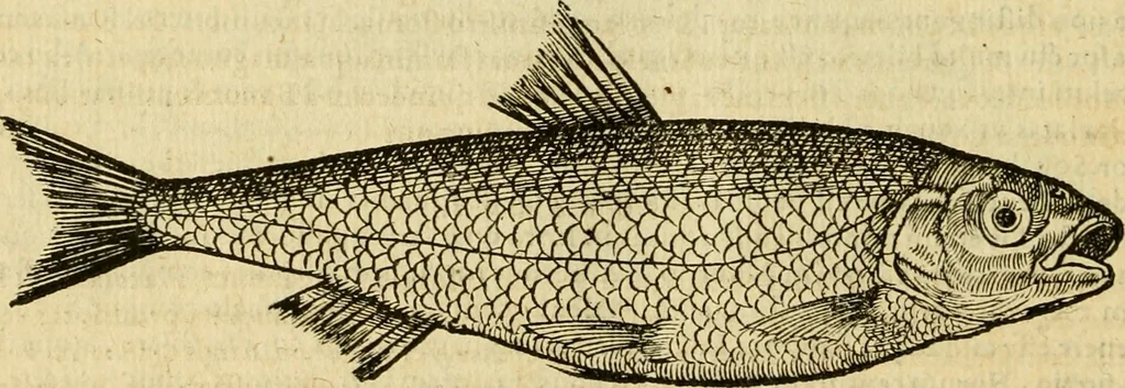 An illustration from Petri Bellonii Cenomani De aquatilibus, libri duo cum [epsilon, iota] conibus ad viuam ipsorum effigiem, quoad eius fieri potuit, expressis .., 1553, leaf 353