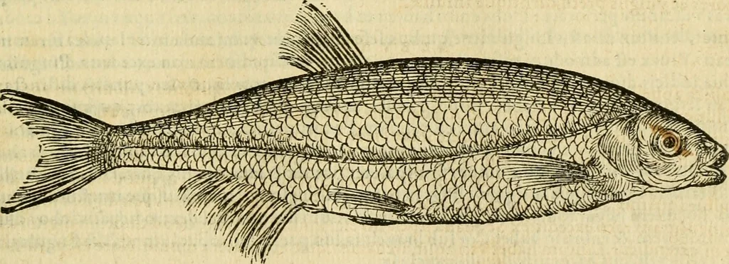 An illustration from Petri Bellonii Cenomani De aquatilibus, libri duo cum [epsilon, iota] conibus ad viuam ipsorum effigiem, quoad eius fieri potuit, expressis .., 1553, leaf 358