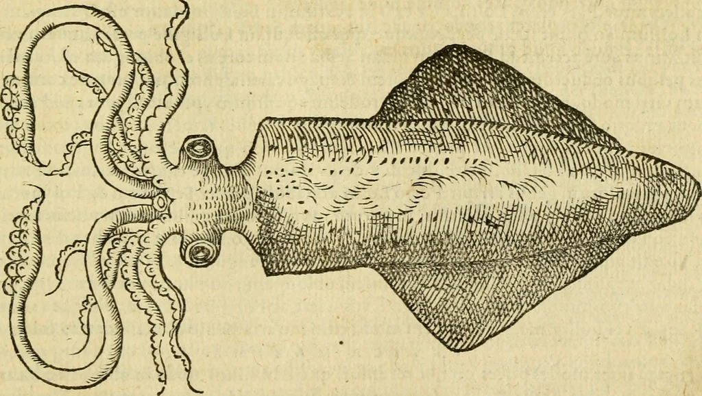 An illustration from Petri Bellonii Cenomani De aquatilibus, libri duo cum [epsilon, iota] conibus ad viuam ipsorum effigiem, quoad eius fieri potuit, expressis .., 1553, leaf 378
