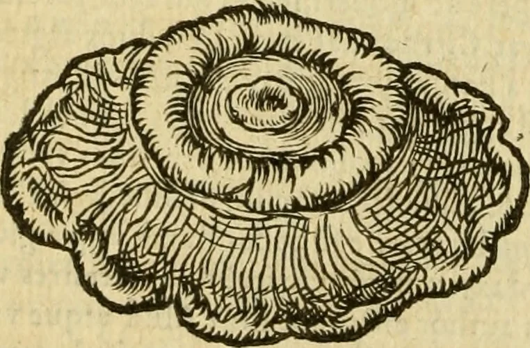 An illustration from Petri Bellonii Cenomani De aquatilibus, libri duo cum [epsilon, iota] conibus ad viuam ipsorum effigiem, quoad eius fieri potuit, expressis .., 1553, leaf 381