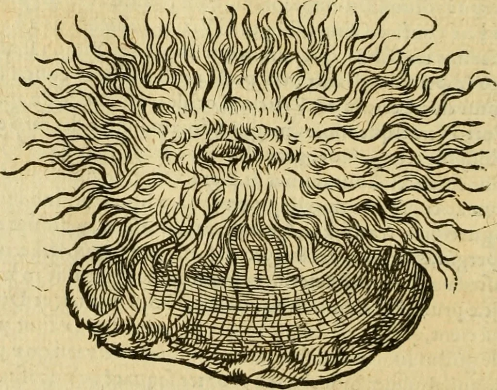 An illustration from Petri Bellonii Cenomani De aquatilibus, libri duo cum [epsilon, iota] conibus ad viuam ipsorum effigiem, quoad eius fieri potuit, expressis .., 1553, leaf 381