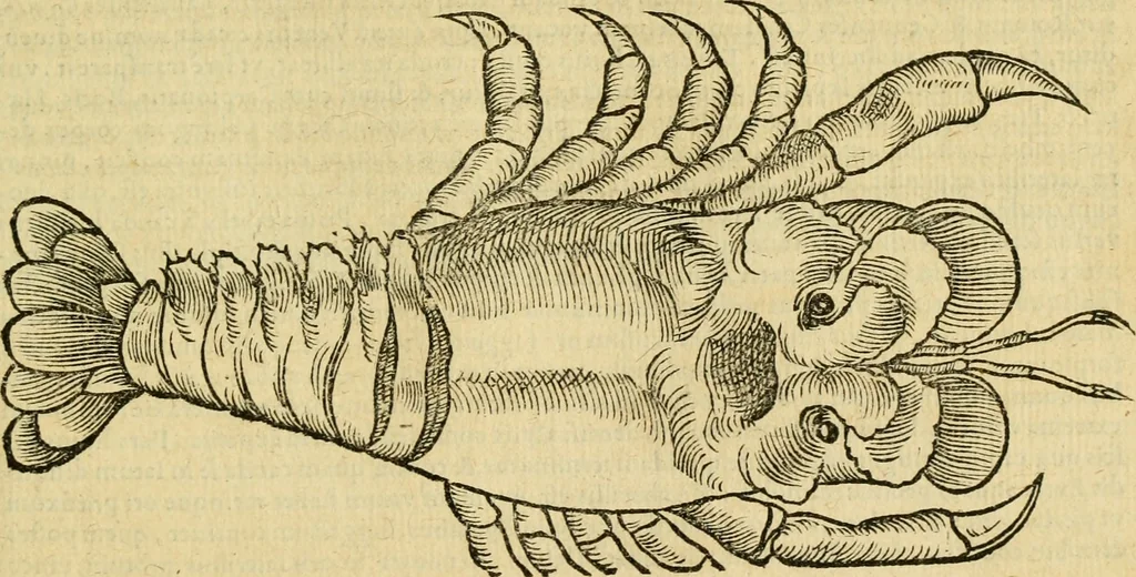 An illustration from Petri Bellonii Cenomani De aquatilibus, libri duo cum [epsilon, iota] conibus ad viuam ipsorum effigiem, quoad eius fieri potuit, expressis .., 1553, leaf 384