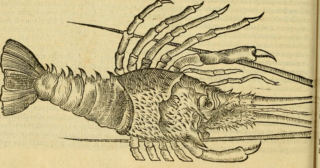 An illustration from Petri Bellonii Cenomani De aquatilibus, libri duo cum [epsilon, iota] conibus ad viuam ipsorum effigiem, quoad eius fieri potuit, expressis .., 1553, leaf 391