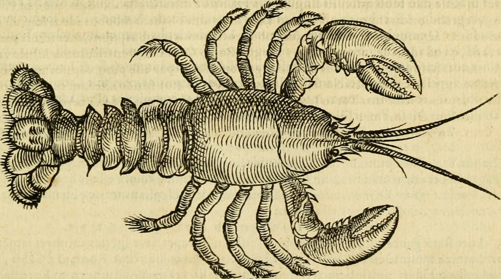 An illustration from Petri Bellonii Cenomani De aquatilibus, libri duo cum [epsilon, iota] conibus ad viuam ipsorum effigiem, quoad eius fieri potuit, expressis .., 1553, leaf 394