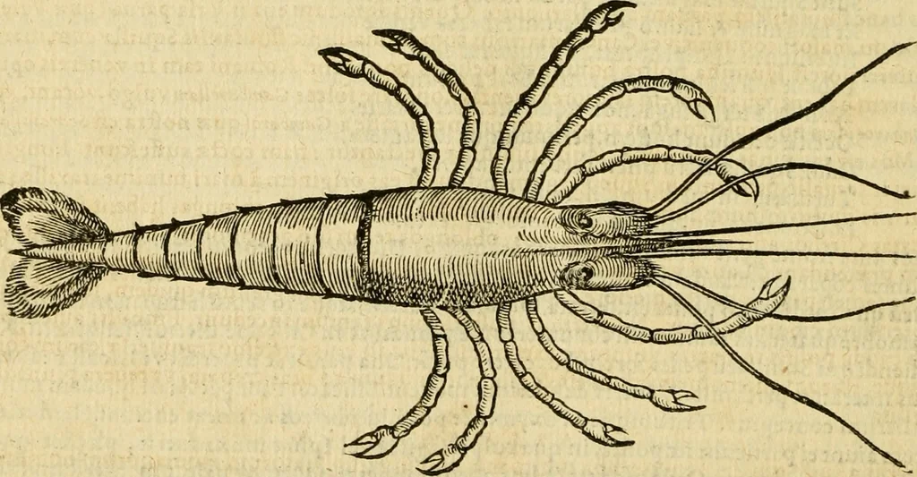 An illustration from Petri Bellonii Cenomani De aquatilibus, libri duo cum [epsilon, iota] conibus ad viuam ipsorum effigiem, quoad eius fieri potuit, expressis .., 1553, leaf 397