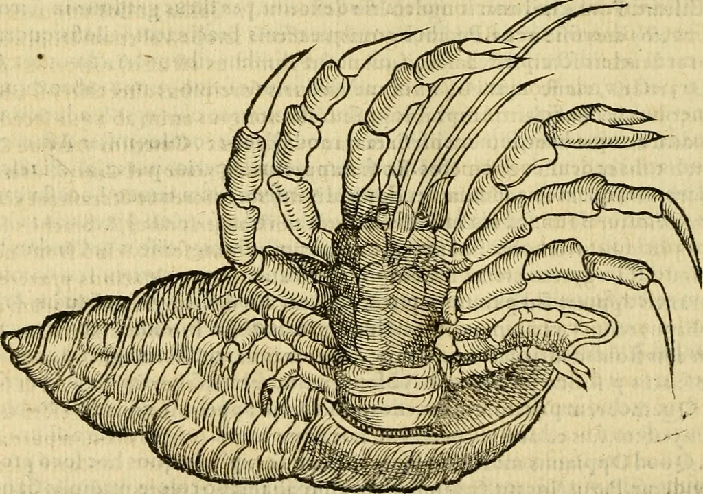 An illustration from Petri Bellonii Cenomani De aquatilibus, libri duo cum [epsilon, iota] conibus ad viuam ipsorum effigiem, quoad eius fieri potuit, expressis .., 1553, leaf 403