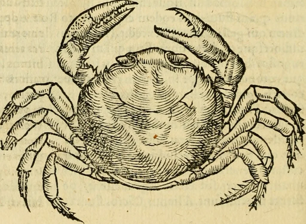 An illustration from Petri Bellonii Cenomani De aquatilibus, libri duo cum [epsilon, iota] conibus ad viuam ipsorum effigiem, quoad eius fieri potuit, expressis .., 1553, leaf 405