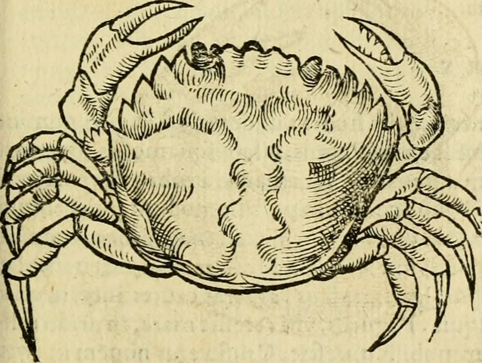 An illustration from Petri Bellonii Cenomani De aquatilibus, libri duo cum [epsilon, iota] conibus ad viuam ipsorum effigiem, quoad eius fieri potuit, expressis .., 1553, leaf 406
