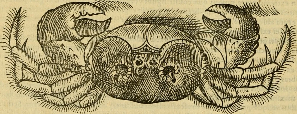 An illustration from Petri Bellonii Cenomani De aquatilibus, libri duo cum [epsilon, iota] conibus ad viuam ipsorum effigiem, quoad eius fieri potuit, expressis .., 1553, leaf 409