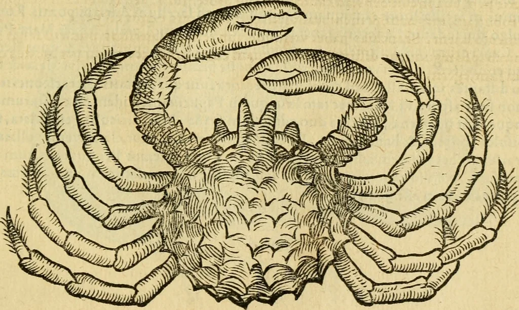 An illustration from Petri Bellonii Cenomani De aquatilibus, libri duo cum [epsilon, iota] conibus ad viuam ipsorum effigiem, quoad eius fieri potuit, expressis .., 1553, leaf 412