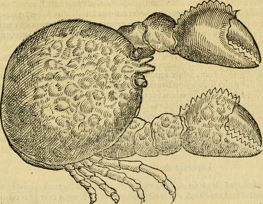 An illustration from Petri Bellonii Cenomani De aquatilibus, libri duo cum [epsilon, iota] conibus ad viuam ipsorum effigiem, quoad eius fieri potuit, expressis .., 1553, leaf 414