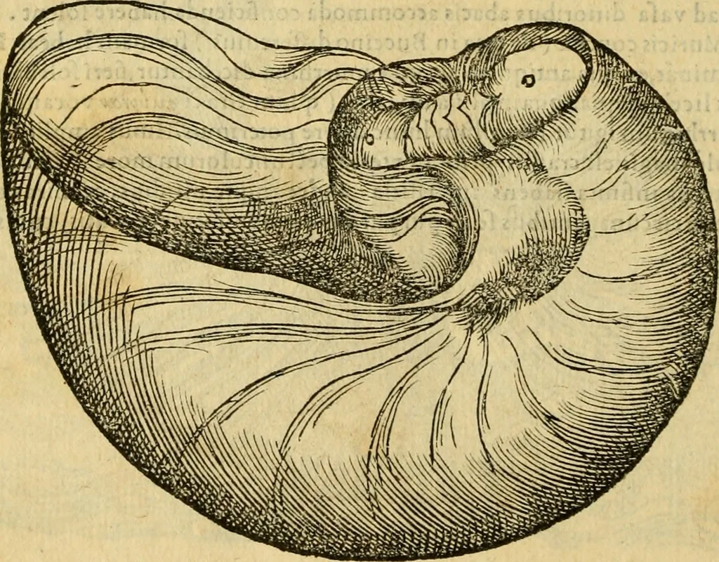 An illustration from Petri Bellonii Cenomani De aquatilibus, libri duo cum [epsilon, iota] conibus ad viuam ipsorum effigiem, quoad eius fieri potuit, expressis .., 1553, leaf 421