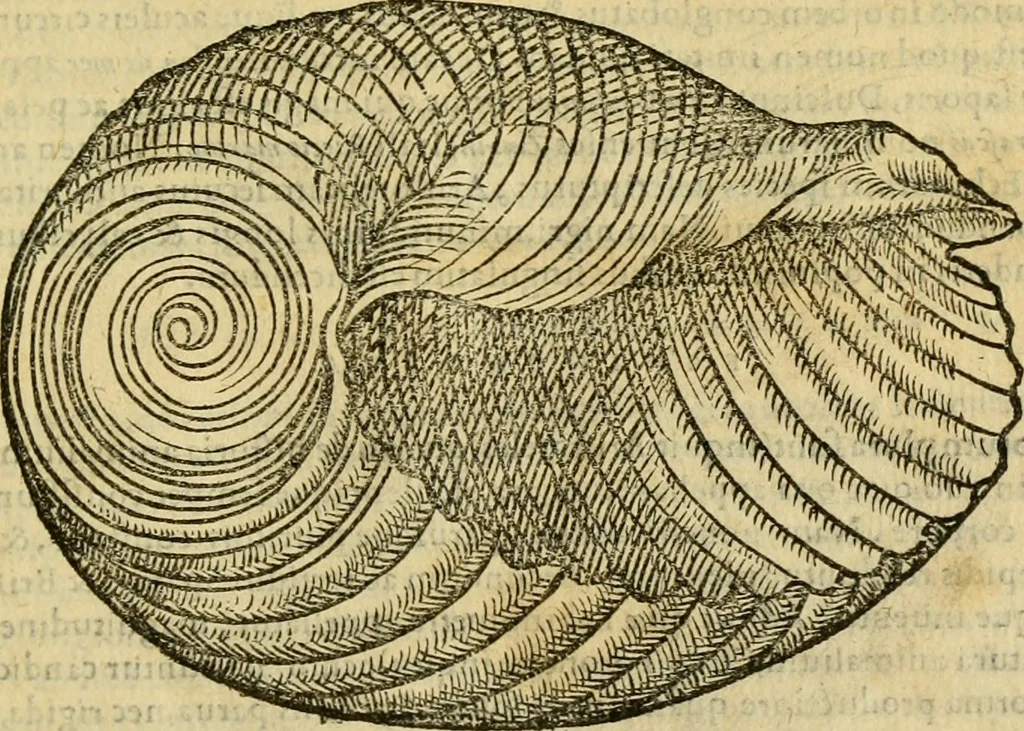 An illustration from Petri Bellonii Cenomani De aquatilibus, libri duo cum [epsilon, iota] conibus ad viuam ipsorum effigiem, quoad eius fieri potuit, expressis .., 1553, leaf 422