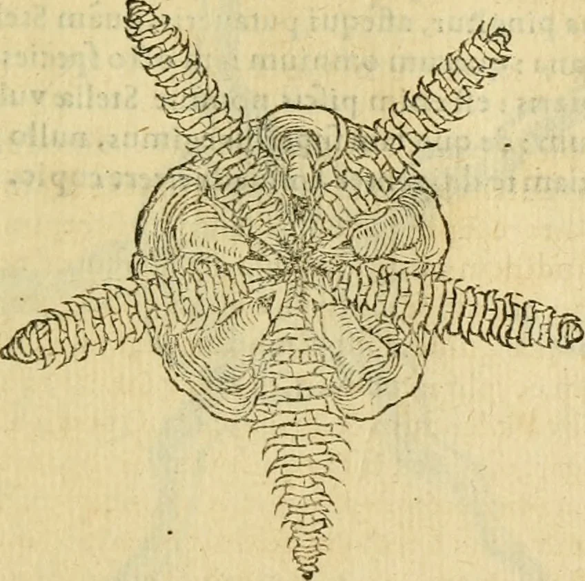 An illustration from Petri Bellonii Cenomani De aquatilibus, libri duo cum [epsilon, iota] conibus ad viuam ipsorum effigiem, quoad eius fieri potuit, expressis .., 1553, leaf 428