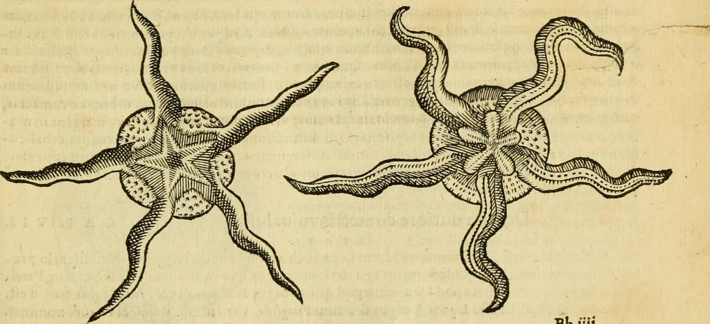 An illustration from Petri Bellonii Cenomani De aquatilibus, libri duo cum [epsilon, iota] conibus ad viuam ipsorum effigiem, quoad eius fieri potuit, expressis .., 1553, leaf 430