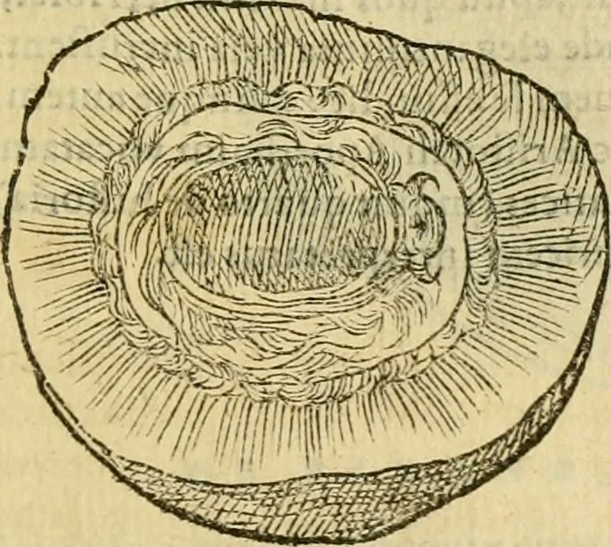 An illustration from Petri Bellonii Cenomani De aquatilibus, libri duo cum [epsilon, iota] conibus ad viuam ipsorum effigiem, quoad eius fieri potuit, expressis .., 1553, leaf 432
