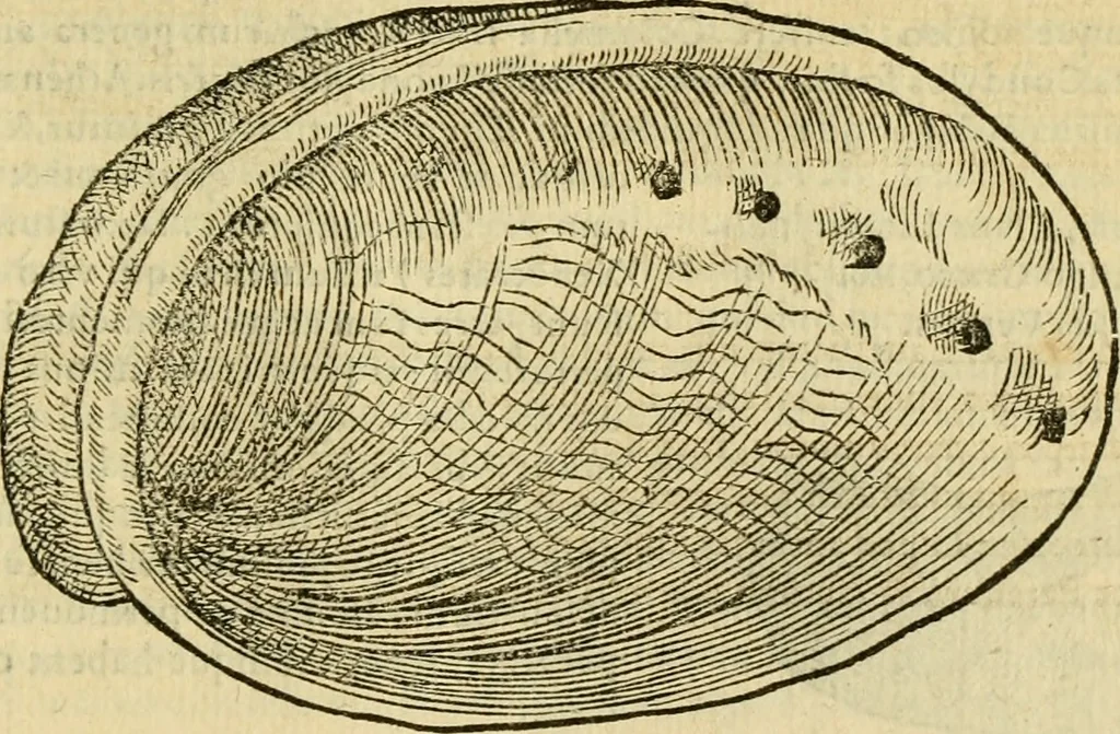 An illustration from Petri Bellonii Cenomani De aquatilibus, libri duo cum [epsilon, iota] conibus ad viuam ipsorum effigiem, quoad eius fieri potuit, expressis .., 1553, leaf 434