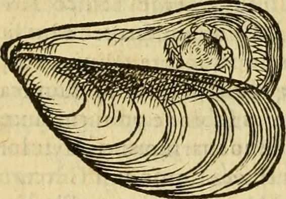 An illustration from Petri Bellonii Cenomani De aquatilibus, libri duo cum [epsilon, iota] conibus ad viuam ipsorum effigiem, quoad eius fieri potuit, expressis .., 1553, leaf 437
