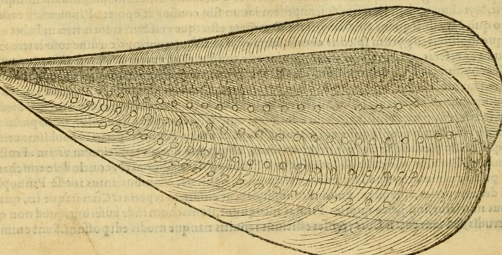 An illustration from Petri Bellonii Cenomani De aquatilibus, libri duo cum [epsilon, iota] conibus ad viuam ipsorum effigiem, quoad eius fieri potuit, expressis .., 1553, leaf 439