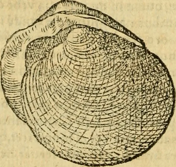 An illustration from Petri Bellonii Cenomani De aquatilibus, libri duo cum [epsilon, iota] conibus ad viuam ipsorum effigiem, quoad eius fieri potuit, expressis .., 1553, leaf 445